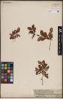 Foto von Salix caprea L. x Salix repens L.